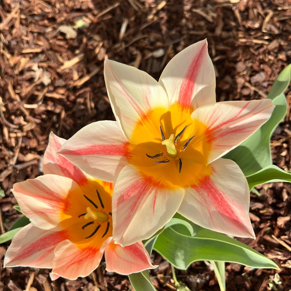 Meet your Posher, Colleen